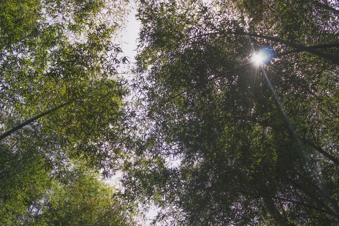 康泰时f2镜头评测,康泰时contaxg21f2.8镜头