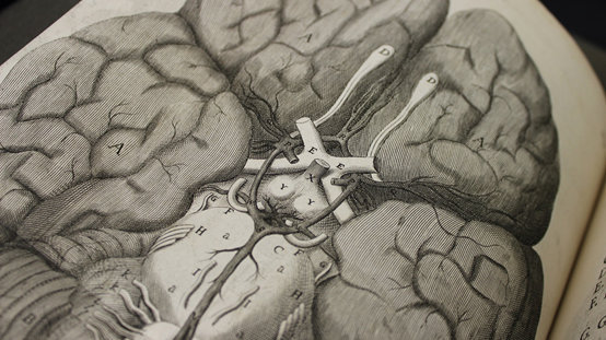乱世中没读完书的医生,绘制出第一本完整的人脑地图