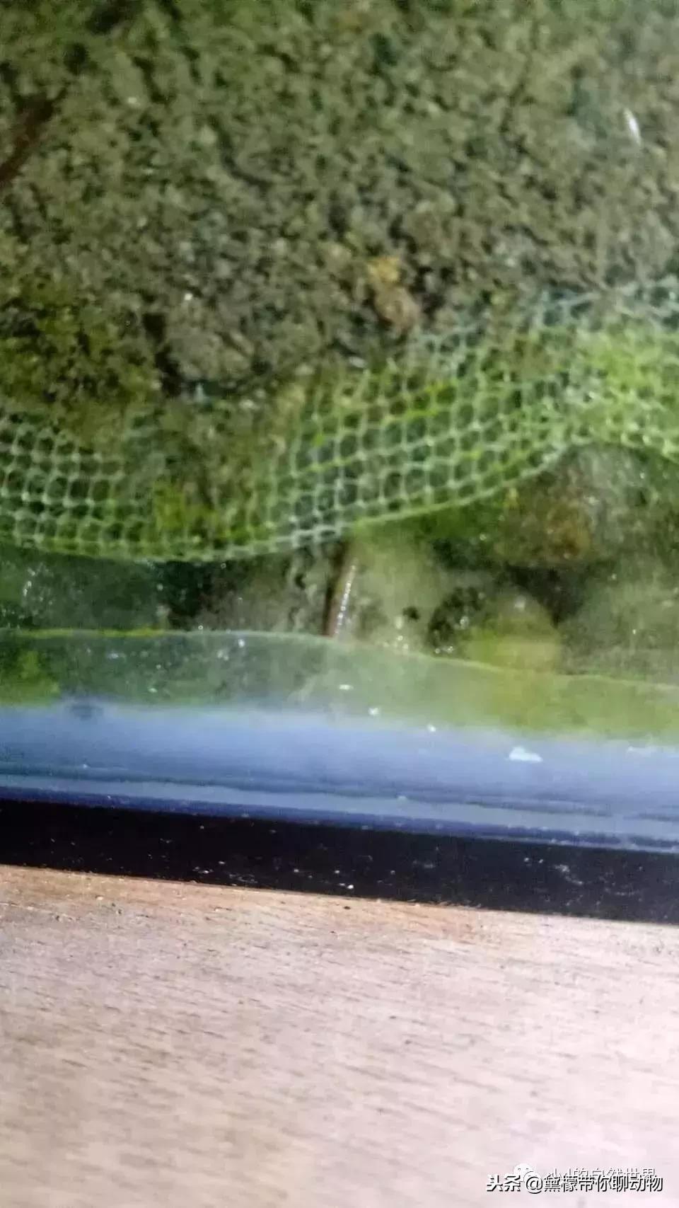 丛林造景黄缘龟池设计图大全,龟宝宝黄缘龟生态缸造景教程