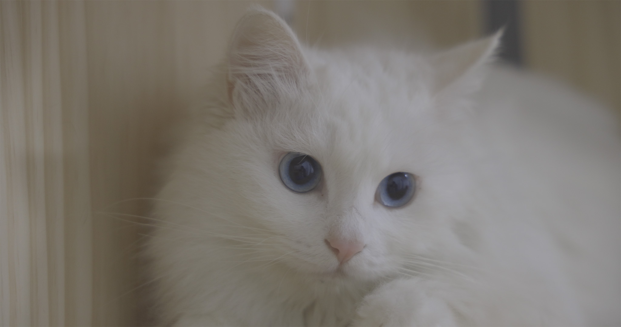 r5佳能24-70f2.8套机,佳能r5无反之战评测