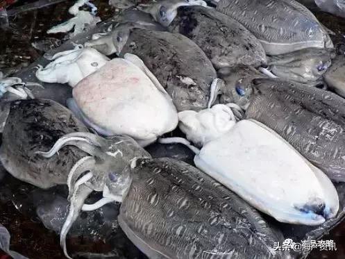 海洋中的“软氏三兄弟”,鱿鱼、墨鱼、章鱼,你分得清楚吗?