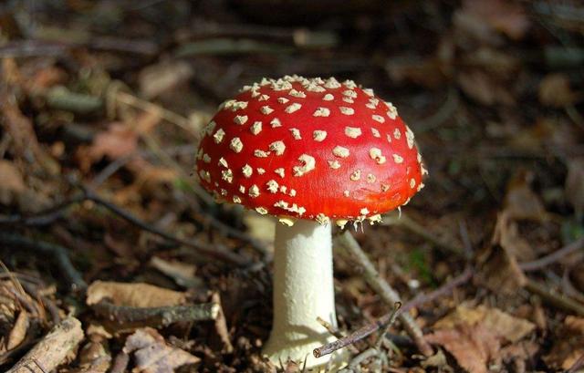 王世襄总结,王世襄秋虫篇赏析与评价