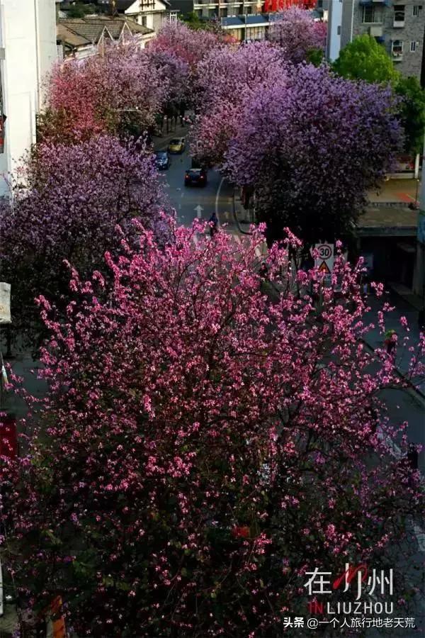 广西哪些城市是靠一碗粉火起来的,凭一碗螺蛳粉征服世界