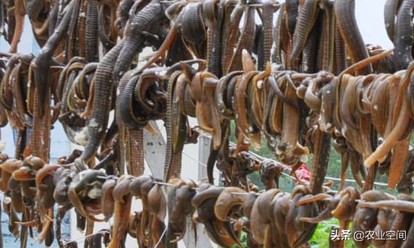 水蛭的药效与养殖技术前景怎样,水蛭到底是什么生物