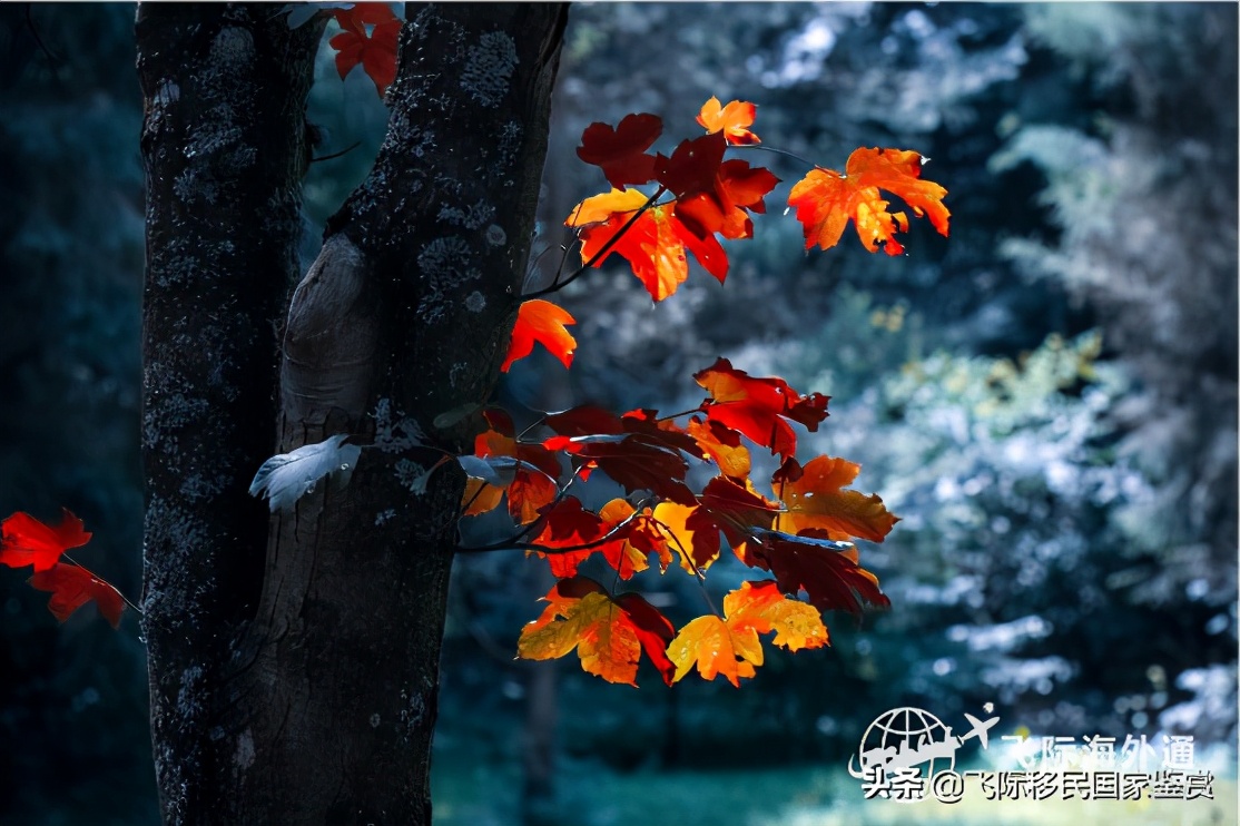 加拿大移民条件，加拿大有什么移民监要求？