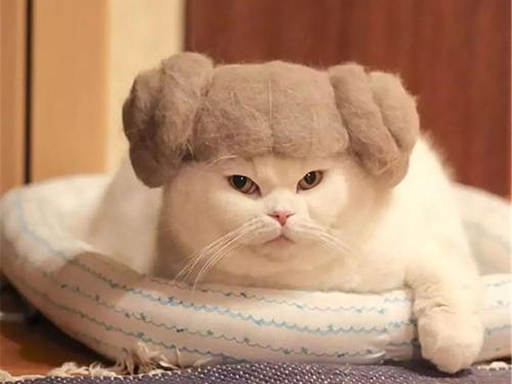 解决猫毛过敏最佳办法,猫毛会导致脸部过敏吗