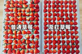 一红到底只卖一天，盒马的葲荭草莓逼疯供应商