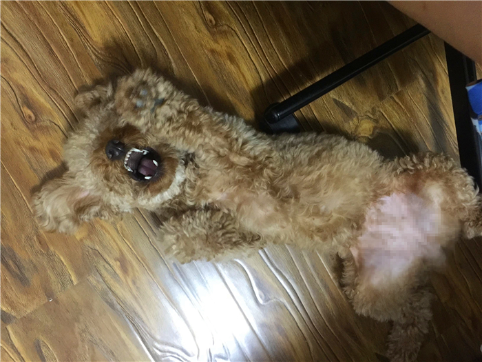 泰迪跟巨贵中间有什么关系呢,泰迪的正确喂养方法如下