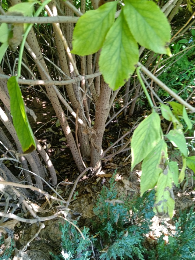 代购苗木,代销苗木挂账