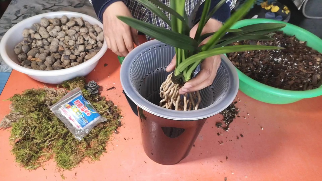 煤炭球怎么养花,烧完的废煤球可以养花吗