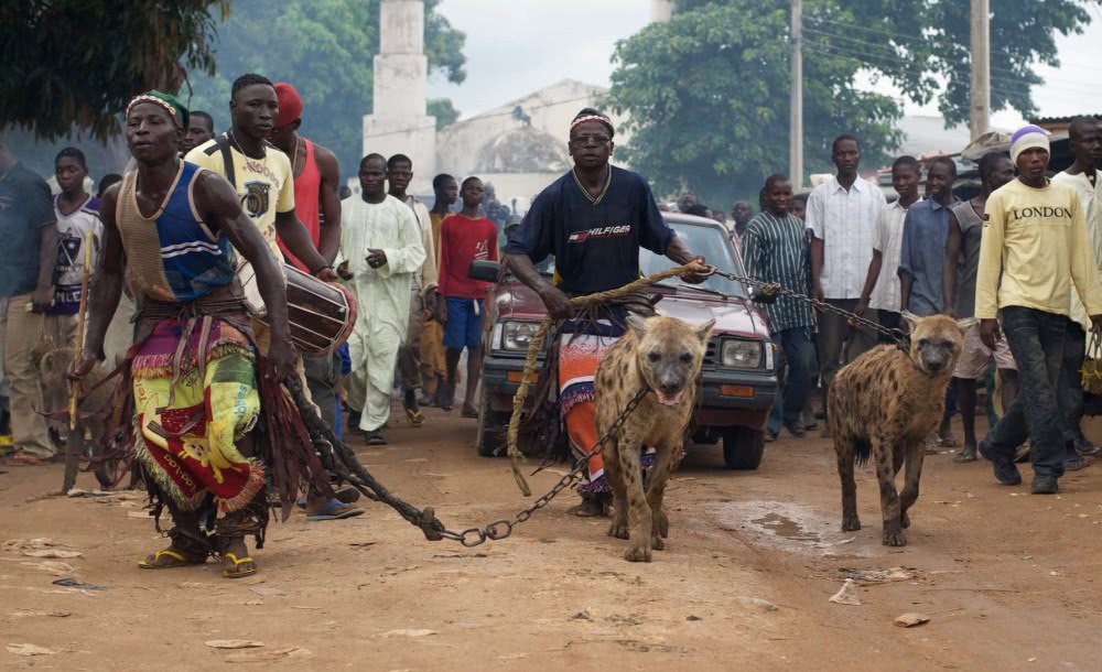 鬣狗为何会怕非洲人？看看非洲人怎么训练它们的，不服就打到服