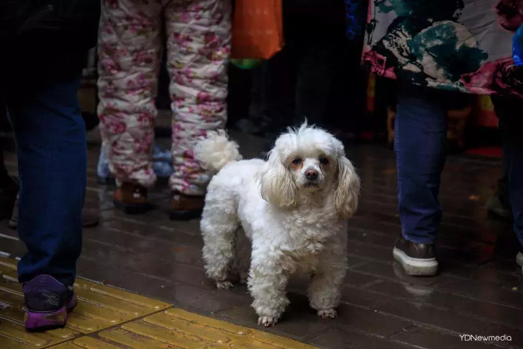 武汉人不会说的话,武汉人表白外国人