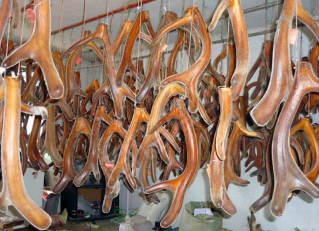 鹿角会自然脱落为什么还要割鹿角,你知道为啥只割鹿茸不捡鹿角