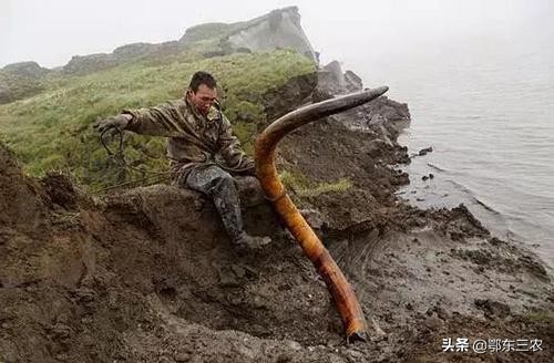 俄罗斯“挖牙客”，一年工作2个月能赚千万元，究竟是什么行业？