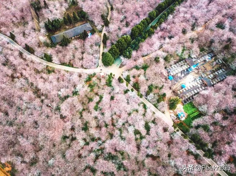全球最大樱花基地原来就藏在贵州！万亩花海通到湖，机票低至2折