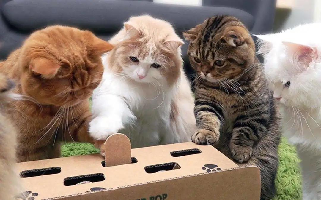 猫咪总是喵喵叫的原因和解决办法,为啥猫咪晚上总是叫