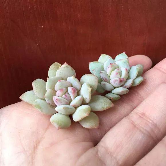 几款好看又好养的多肉,好养且易爆盆的多肉