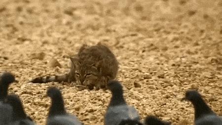 猫咪的魔性走姿,猫咪的十种沙雕动作