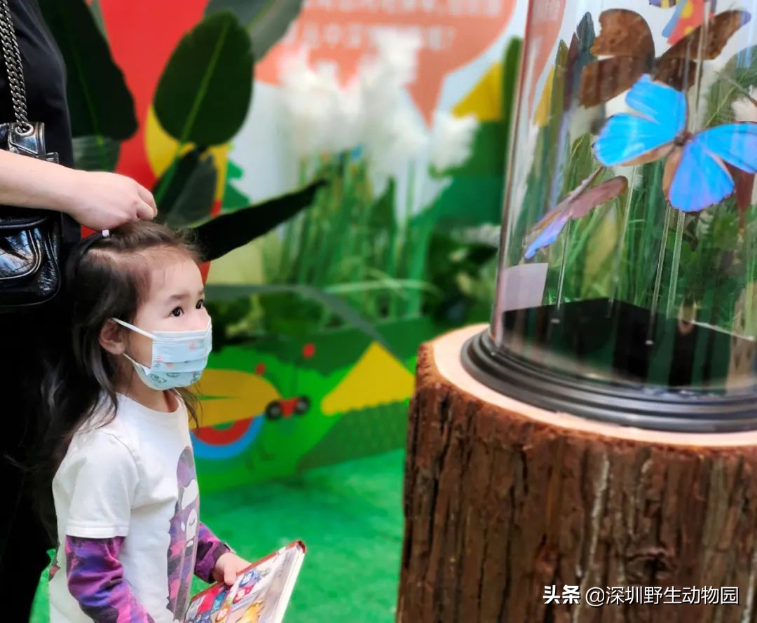 聆听奇趣虫语，发现自然之美