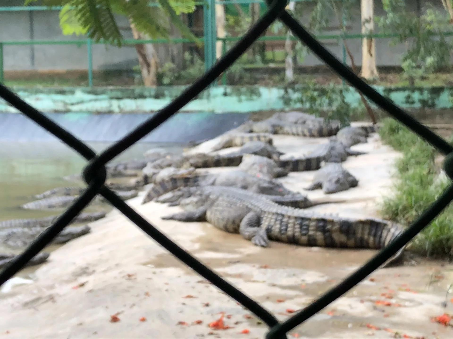 快乐泰坦,快乐的海清