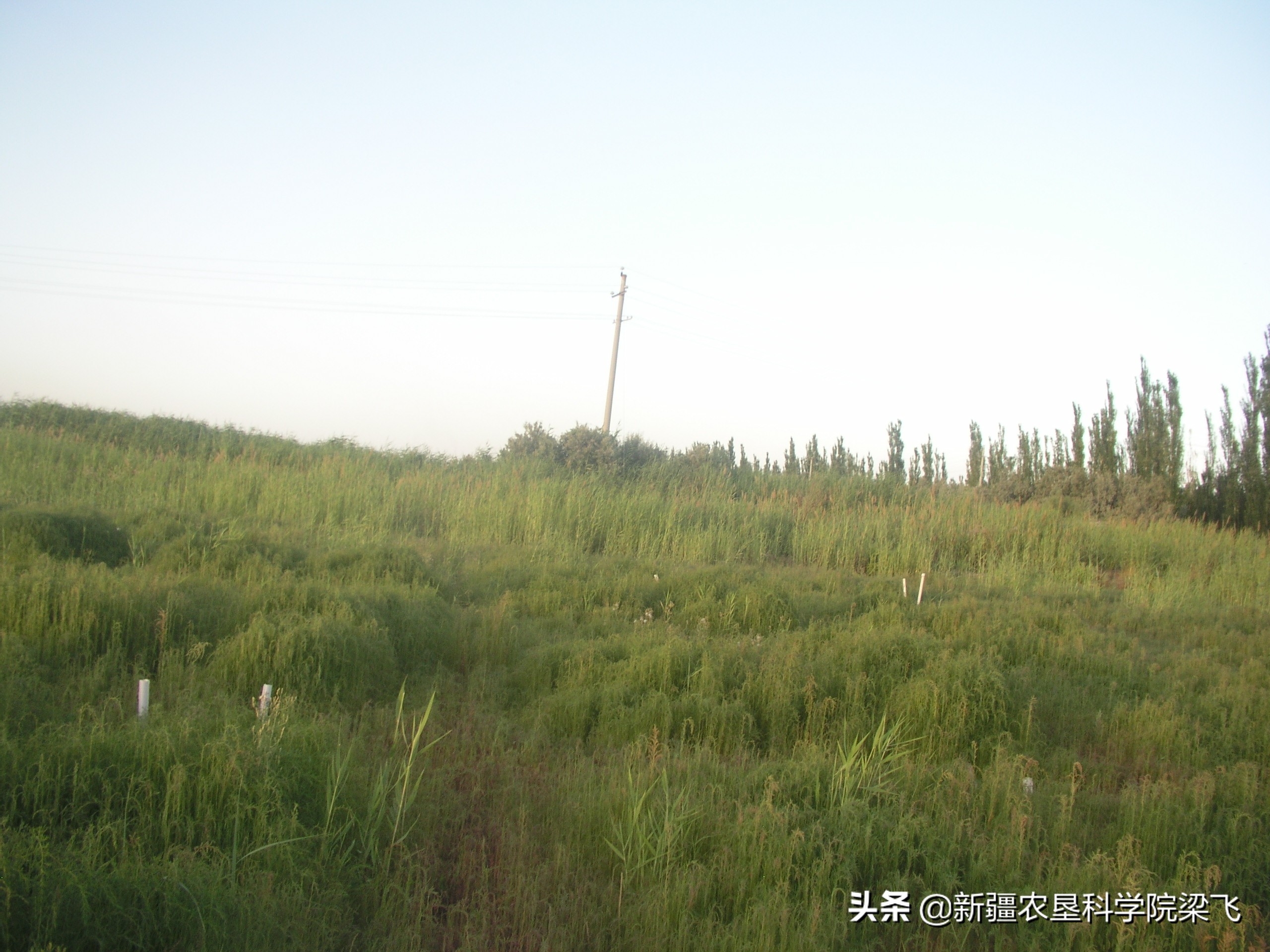 盐碱地碱蓬用海水灌溉吗,盐碱地种植碱蓬有收益吗