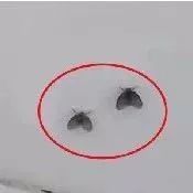 屋里出现好多黑色小飞虫怎么回事,家里突然多了很多很小的黑色飞虫