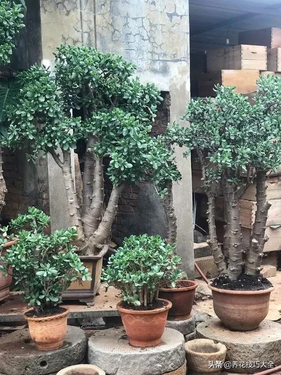 长寿花很多枝头怎么修剪变成老桩,长寿花2年了枝干长成老桩了