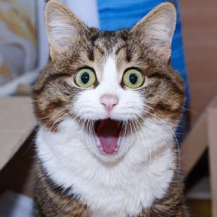 哪个才是猫咪的正确叫声,科普猫咪的不同叫声