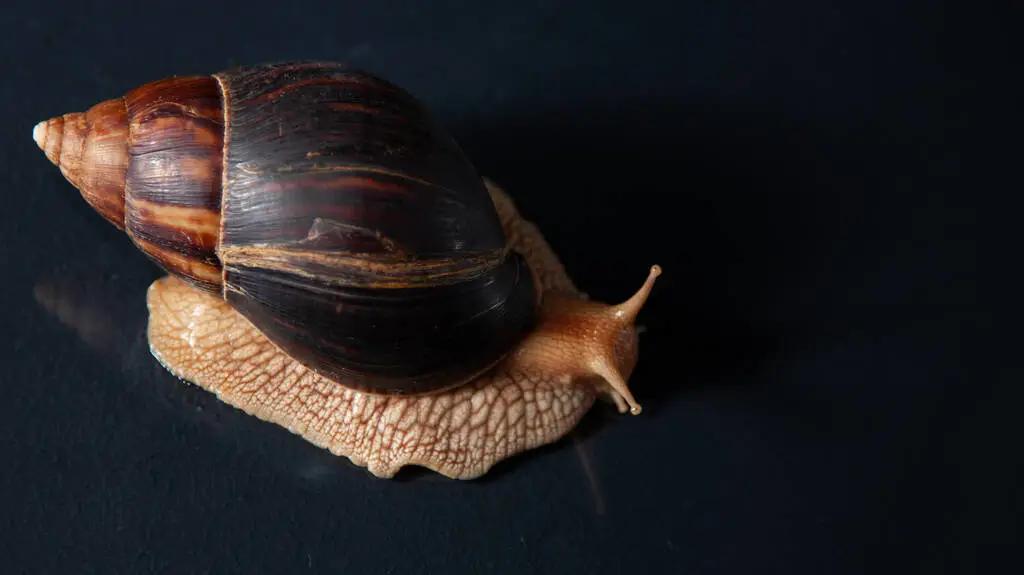 网红蜗牛的危害,非洲大蜗牛千万别让孩子碰