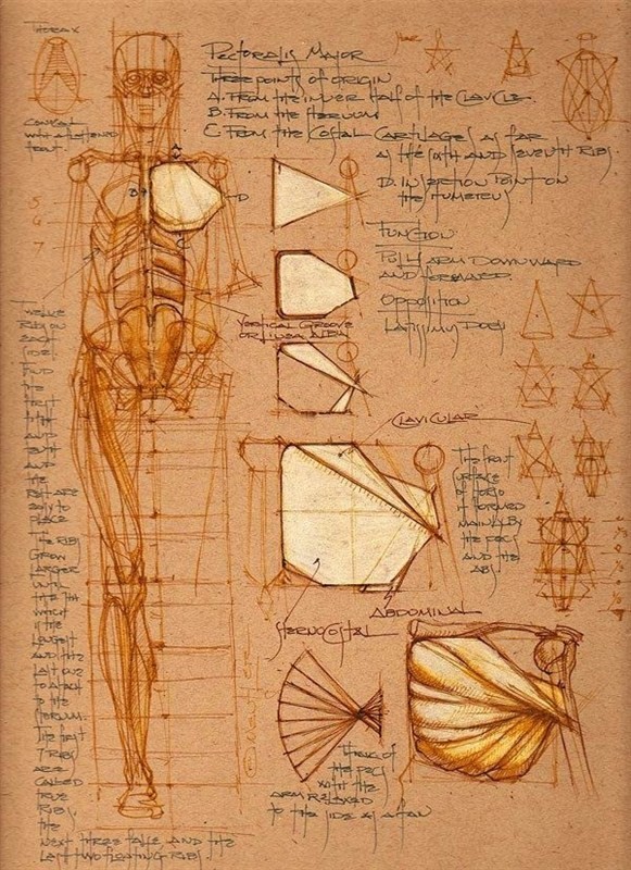 透视表现空间的基本方法,透视解剖学原理书籍
