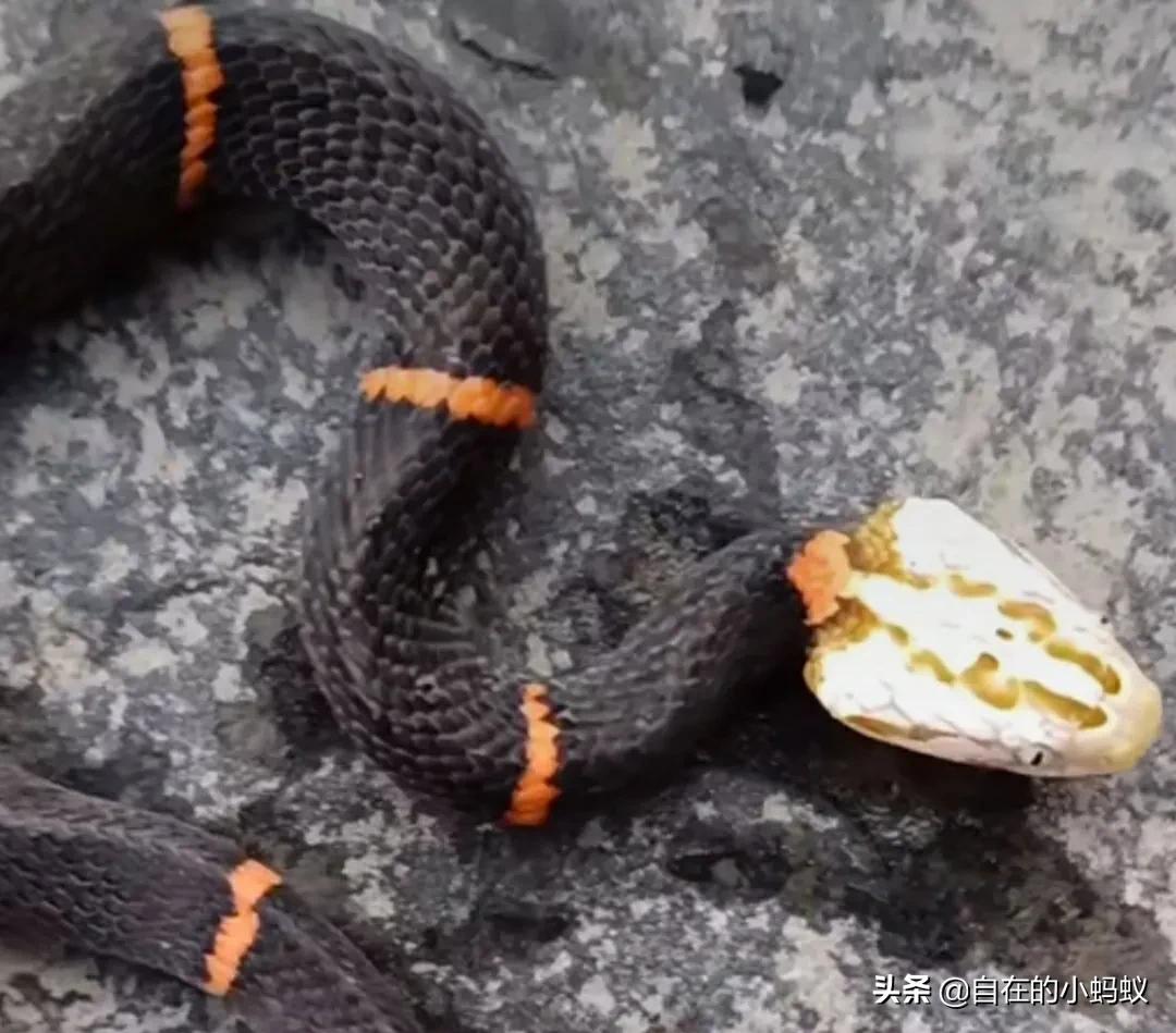 白头蝰和银环蛇,毒蛇白头