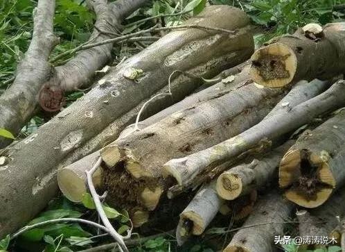 沉香木是什么树形成的长什么样,沉香木是怎么产生的