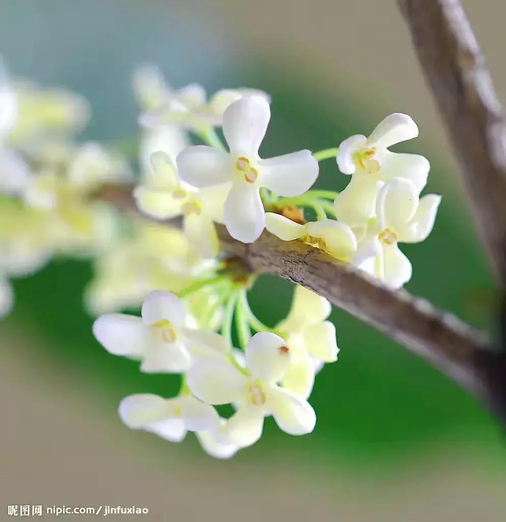 真正的中国十大名花,中国十大名花超漂亮