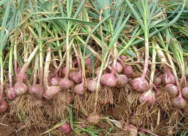 磷酸二氢钾执行标准t2321-2016,磷酸二氢钾在农作物上的使用方法