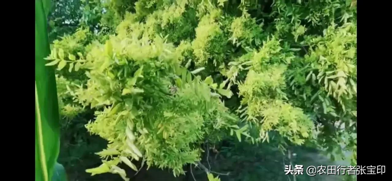 浅谈枣疯病的防治方法