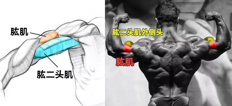 肱二头肌为什么不容易练大,苦练肱二头肌