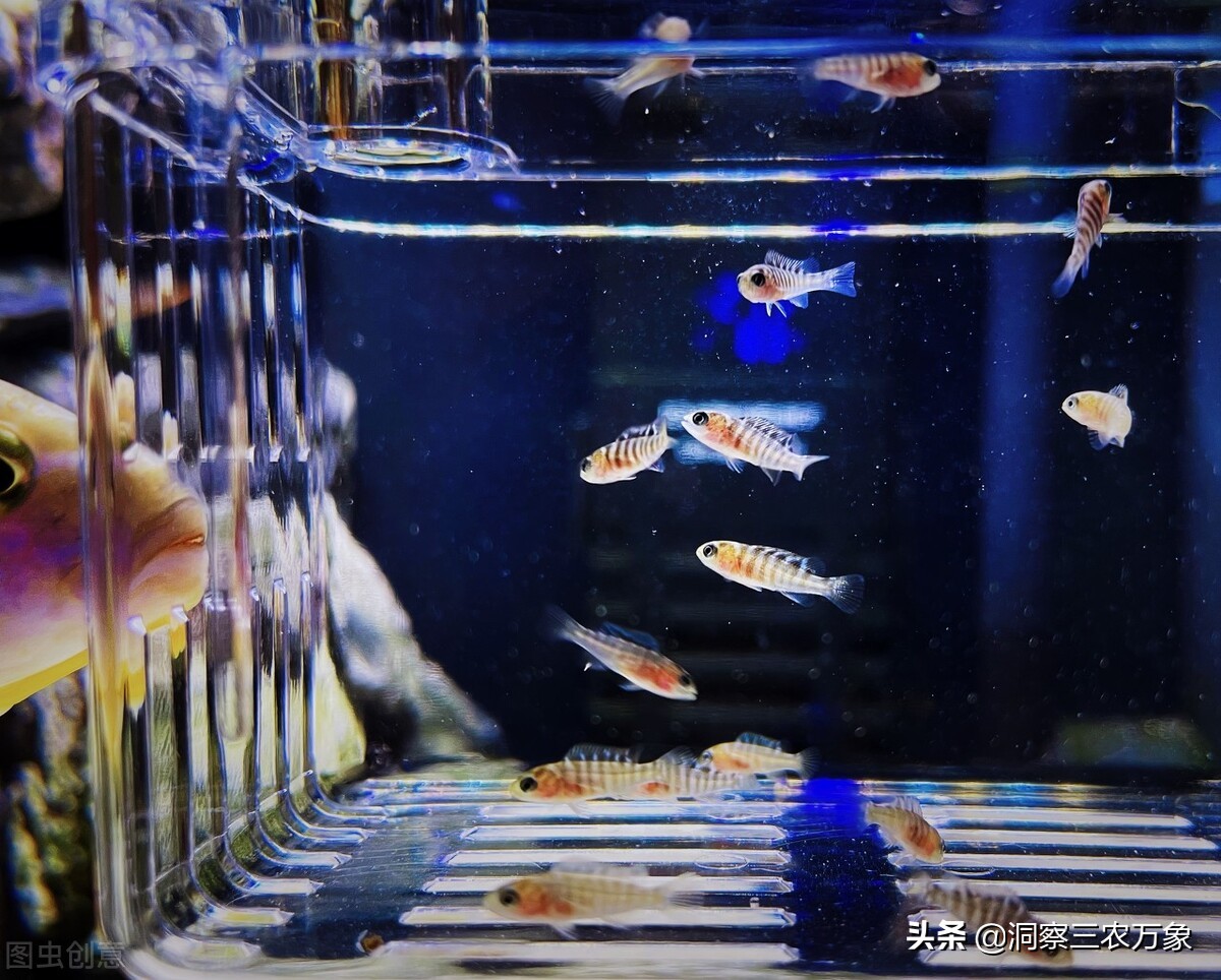 三湖慈鲷激素鱼能养好么,小缸怎样养好三湖慈鲷鱼