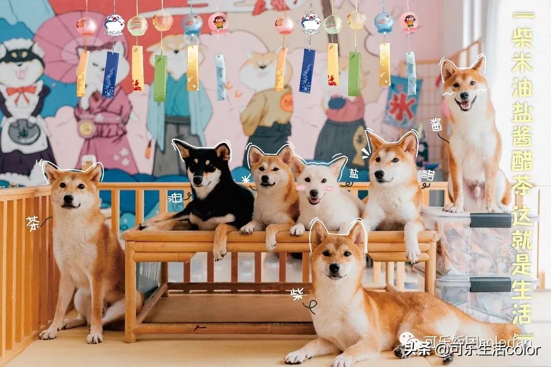 撸柴宠物乐园,广州番禺撸狗圣地