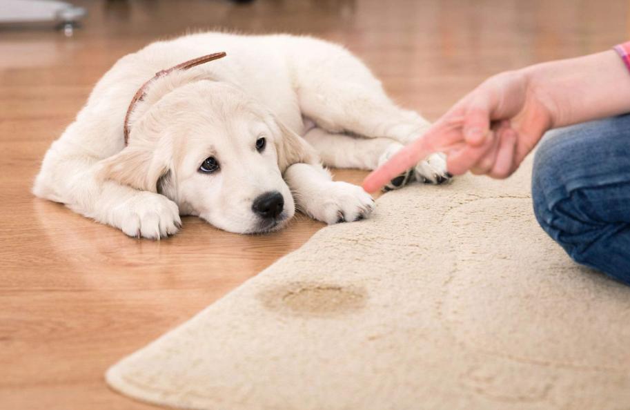 科学有效的训练狗狗,科学训狗的方法