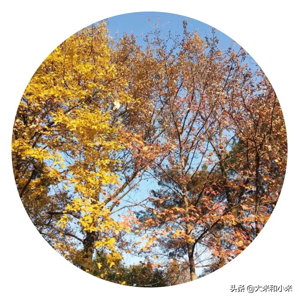 自闭症的儿子去世了,12岁男孩自闭症离世