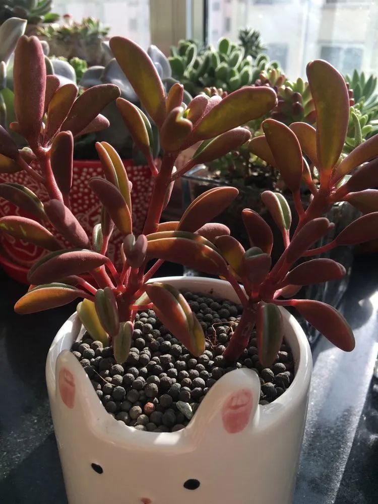 2021牛转乾坤砥砺前行,2021年牛转乾坤时来运转