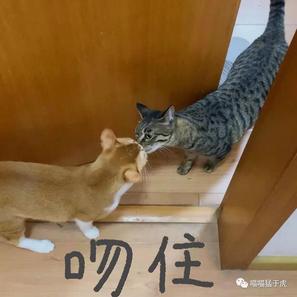 治疗猫咪抑郁症的四个方法图,猫抑郁的最佳治疗方法