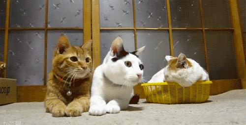 羊驼治愈案例,动物治愈焦虑