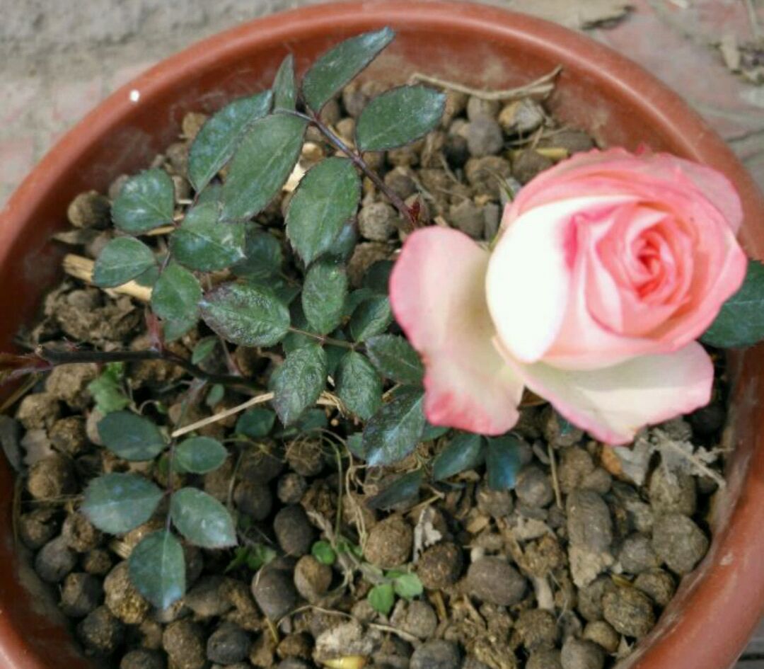 花盆中的羊粪异味闻到头晕，怎么去除呢？自制无臭味的养花肥料