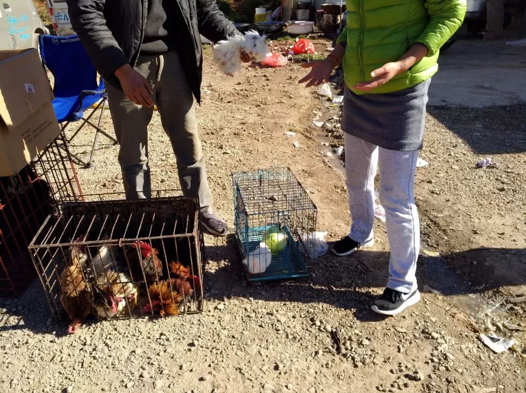 花鸟市场买天竺鼠,小沙鼠在宠物市场多少钱一只