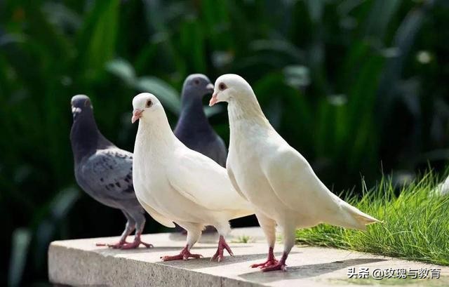 常见的动物英文单词怎么读,常见动物英语学习