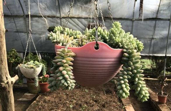 多肉玉缀盆景,多肉玉缀锦图片