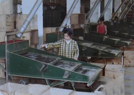 川红工夫茶的发展,川红工夫