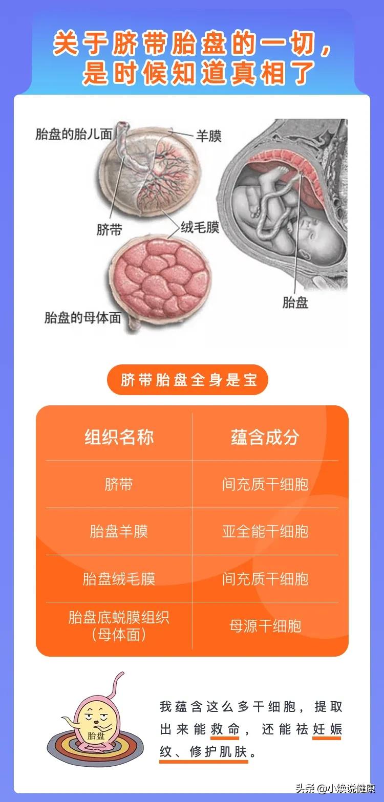 新生儿神奇的见面礼—“细胞界”品学兼优的学霸