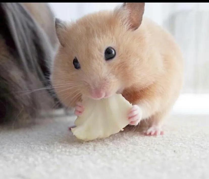 小学生养仓鼠新手入门必知,养仓鼠必须了解的知识新手必看